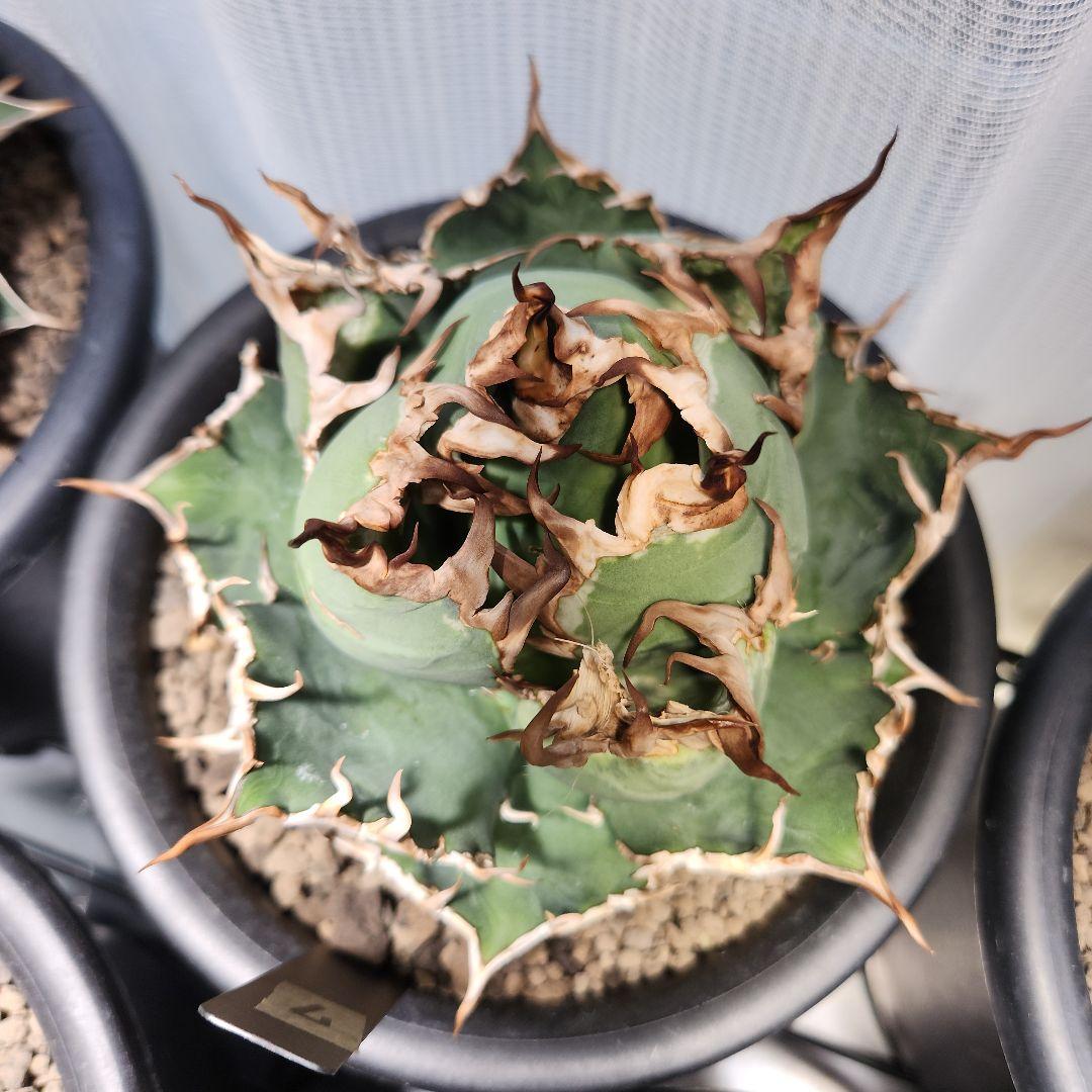 317＊特選株＊【12.20写真更新】アガベ・チタノタ ‘シーザー’