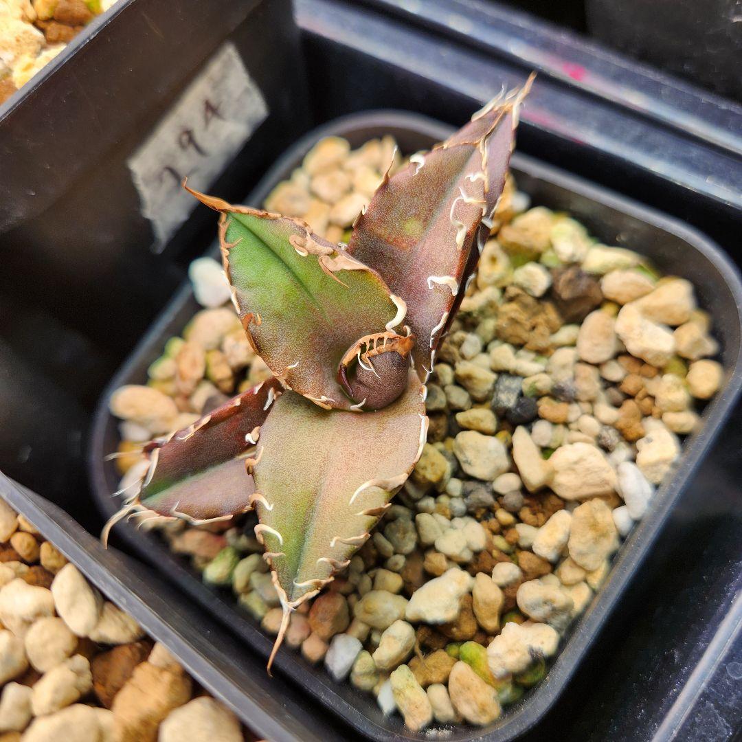 317＊特選株＊【12.20写真更新】アガベ・チタノタ ‘シーザー’