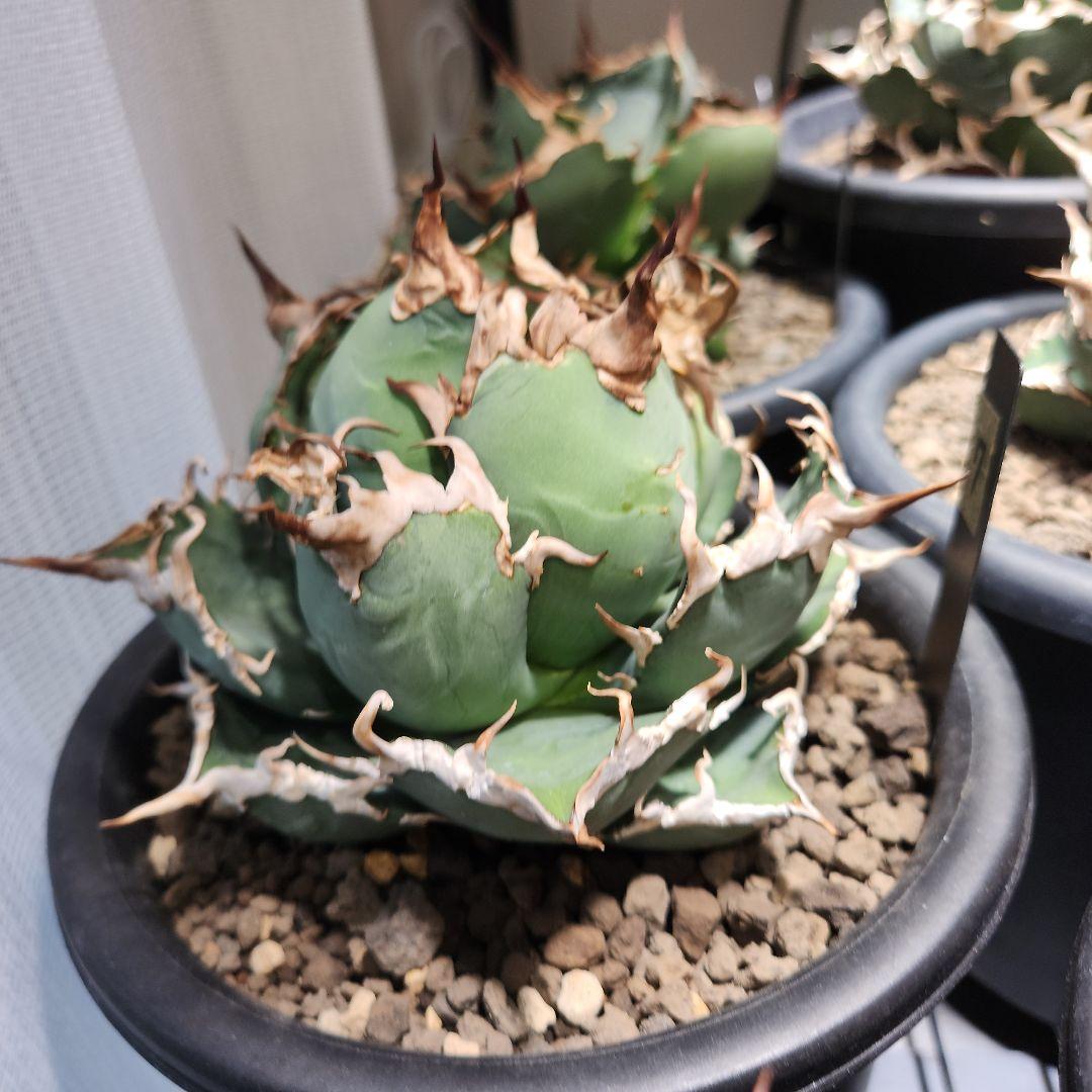 317＊特選株＊【12.20写真更新】アガベ・チタノタ ‘シーザー’