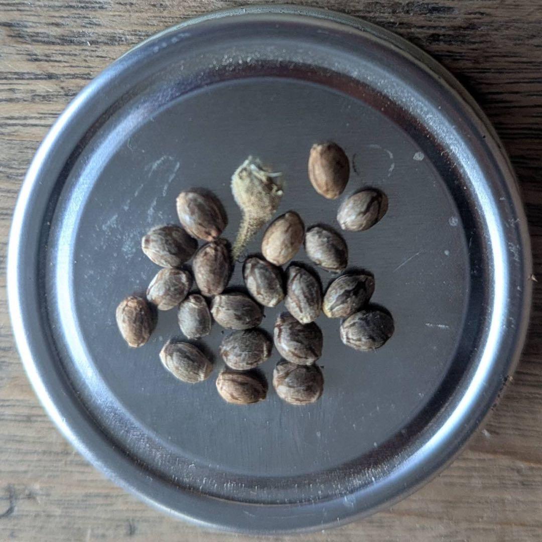 希少 40粒 麻の実 ヒマラヤ原種（ヘンプシード）n.d