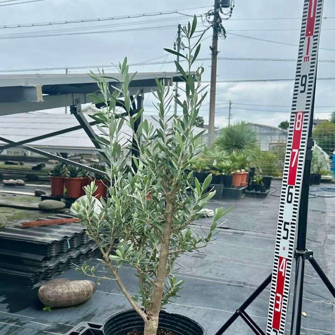 オリーブ シプレシーノ 【樹高:約100cm】 仕立て物 oct04
