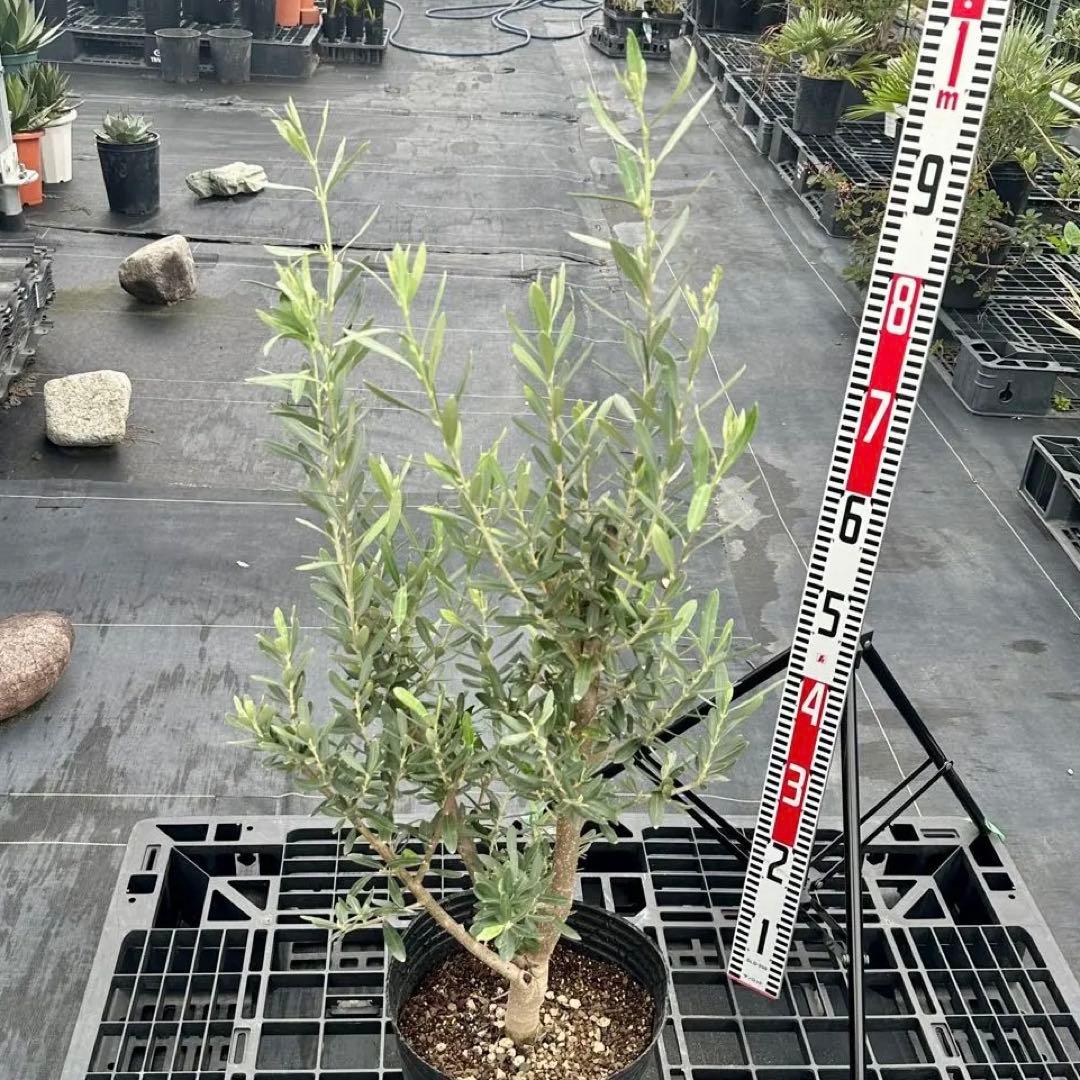 オリーブ シプレシーノ 【樹高:約100cm】 仕立て物 oct04