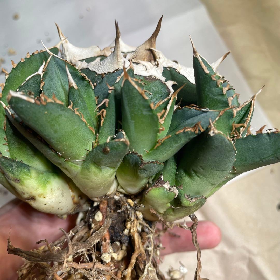 【清櫻】 Lize血統、OC直子、発根済み子株①