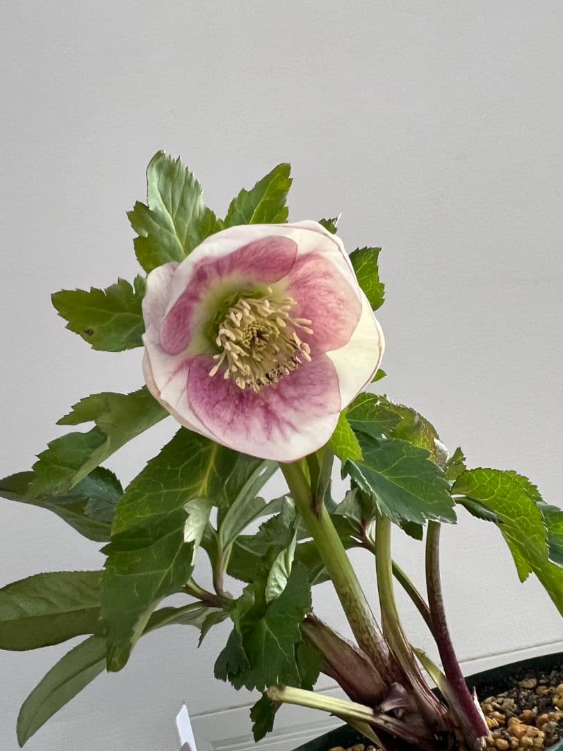 クリスマスローズ　パステリッシュストレイン　デュメ系　カップ咲き