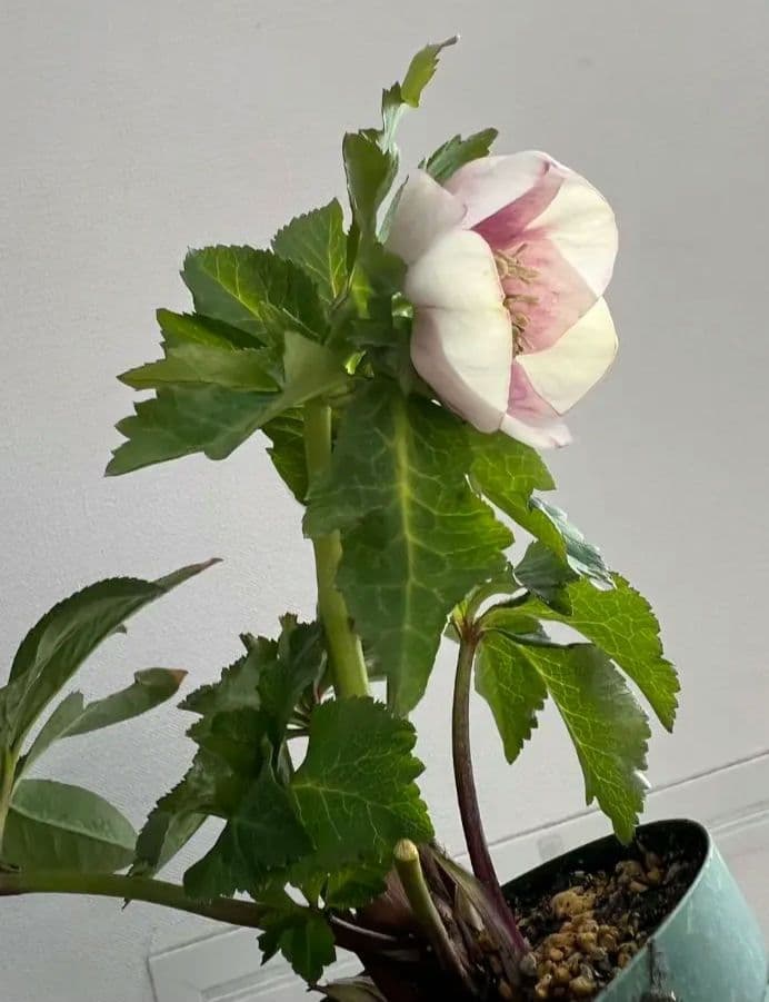 クリスマスローズ　パステリッシュストレイン　デュメ系　カップ咲き