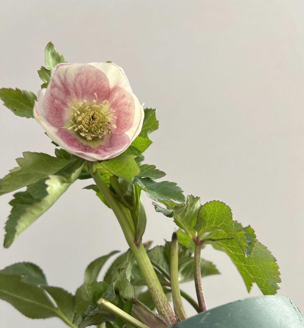 クリスマスローズ　パステリッシュストレイン　デュメ系　カップ咲き