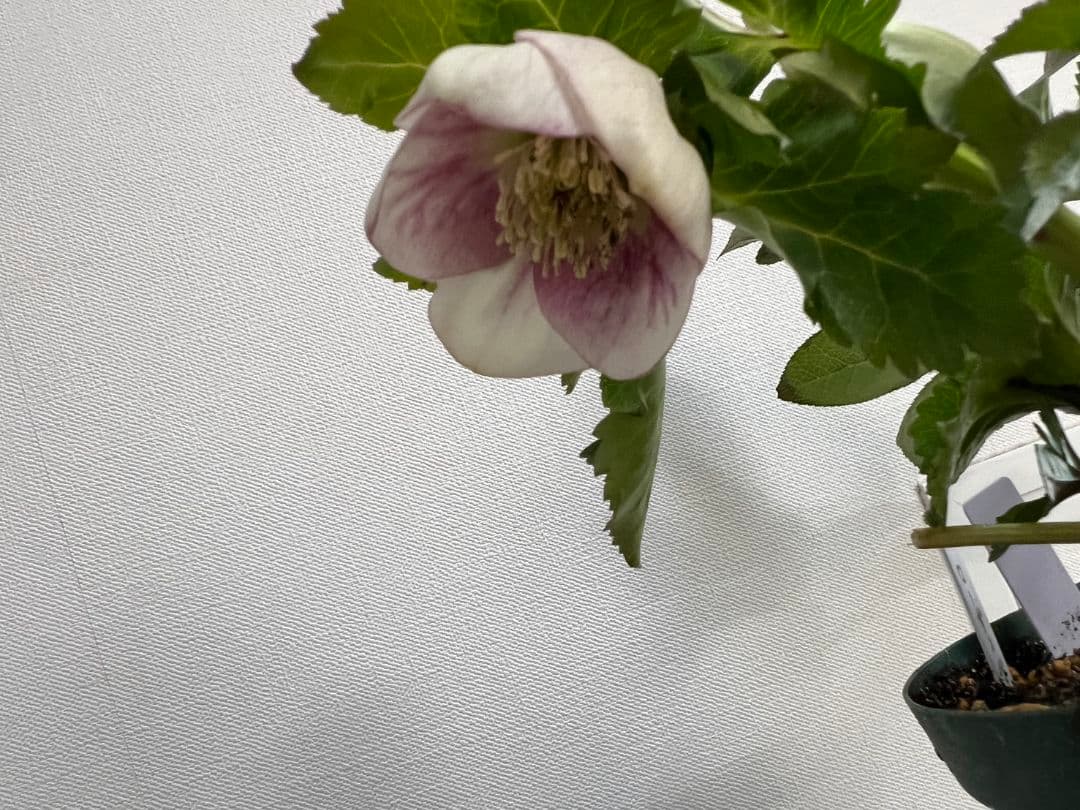 クリスマスローズ　パステリッシュストレイン　デュメ系　カップ咲き