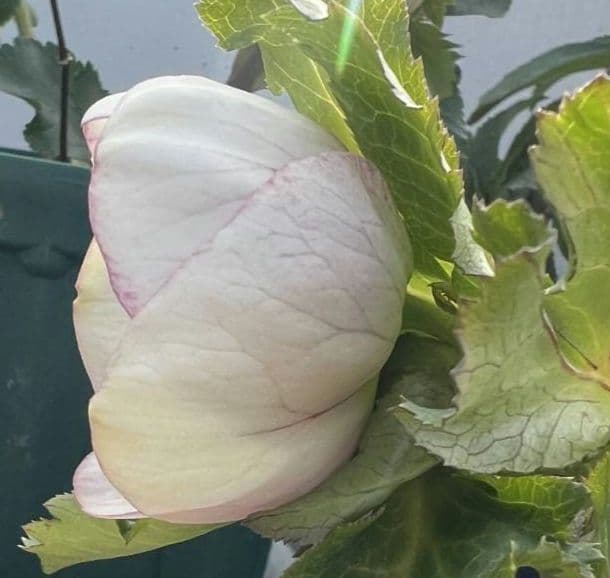 クリスマスローズ　パステリッシュストレイン　デュメ系　カップ咲き