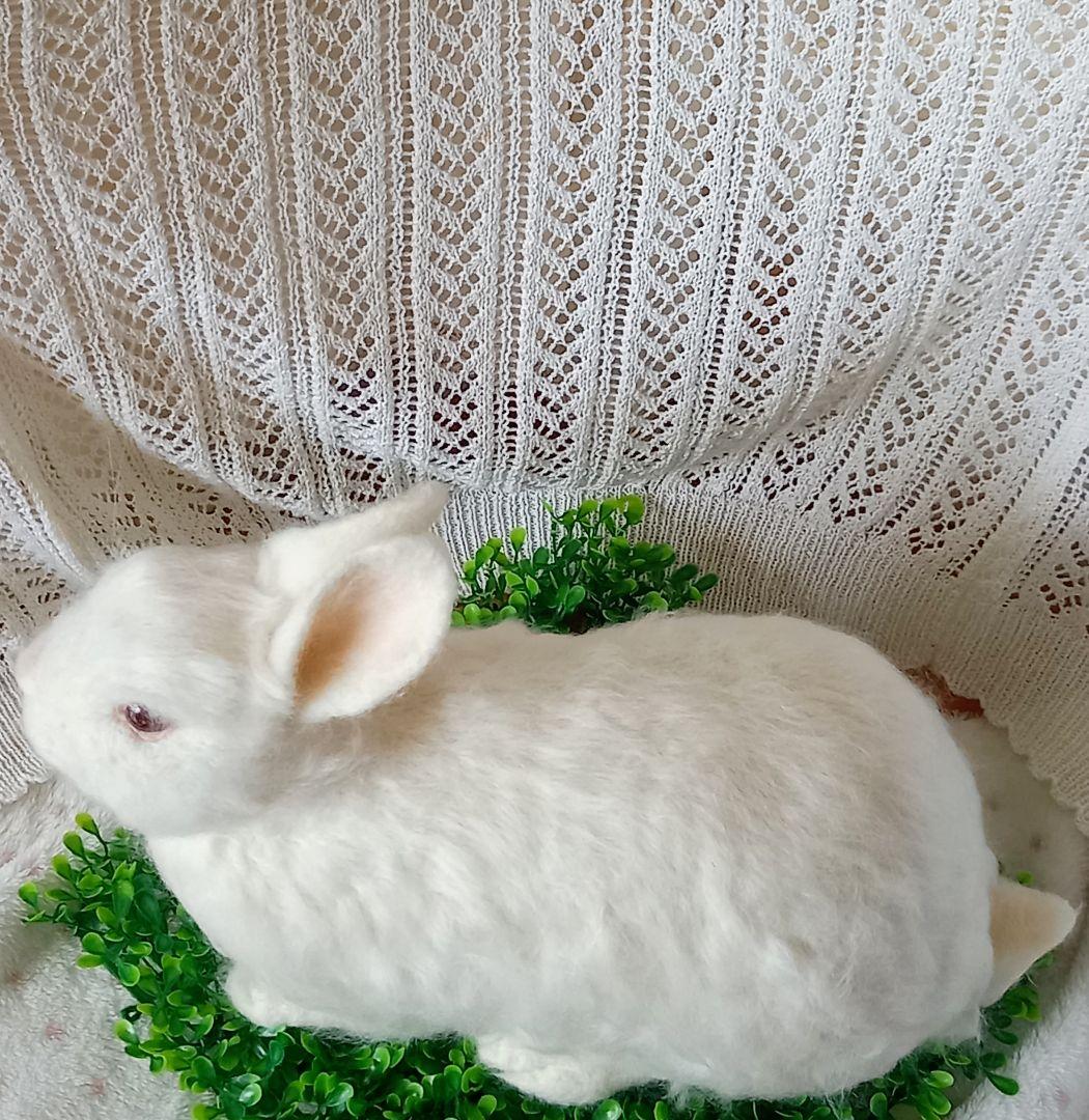 白うさぎ レッドアイ アルビノ 羊毛フェルト ハンドメイド 置物 兎