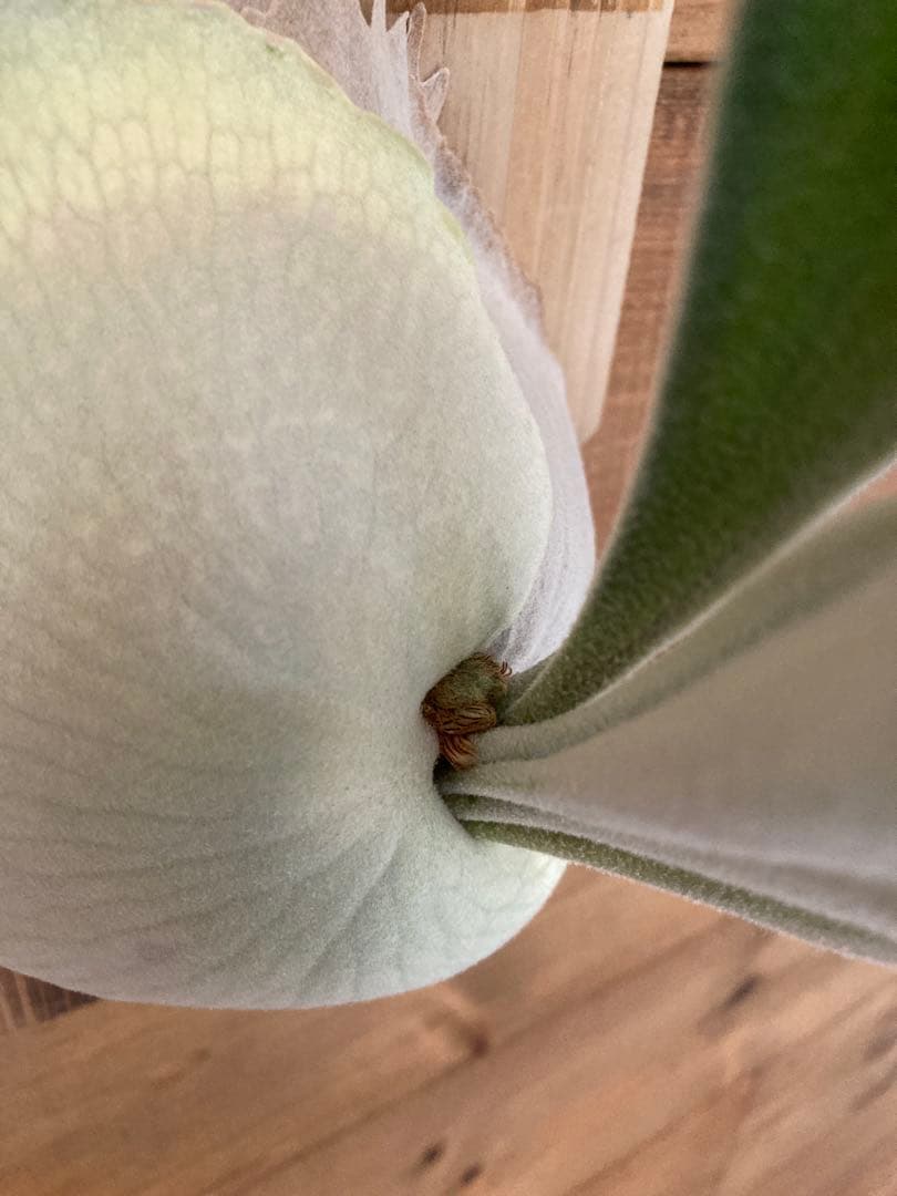 佐*樹様 ビカクシダ ベイチー \"アーバンリバー リバー\" スポア