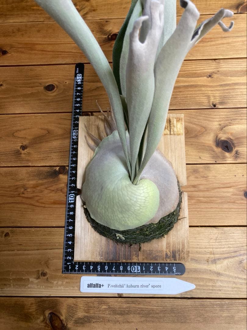 佐*樹様 ビカクシダ ベイチー \"アーバンリバー リバー\" スポア