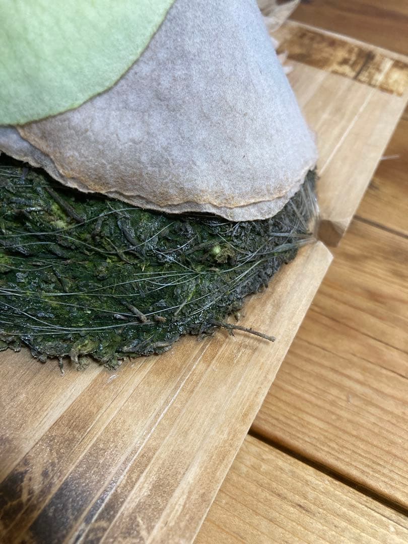 佐*樹様 ビカクシダ ベイチー \"アーバンリバー リバー\" スポア