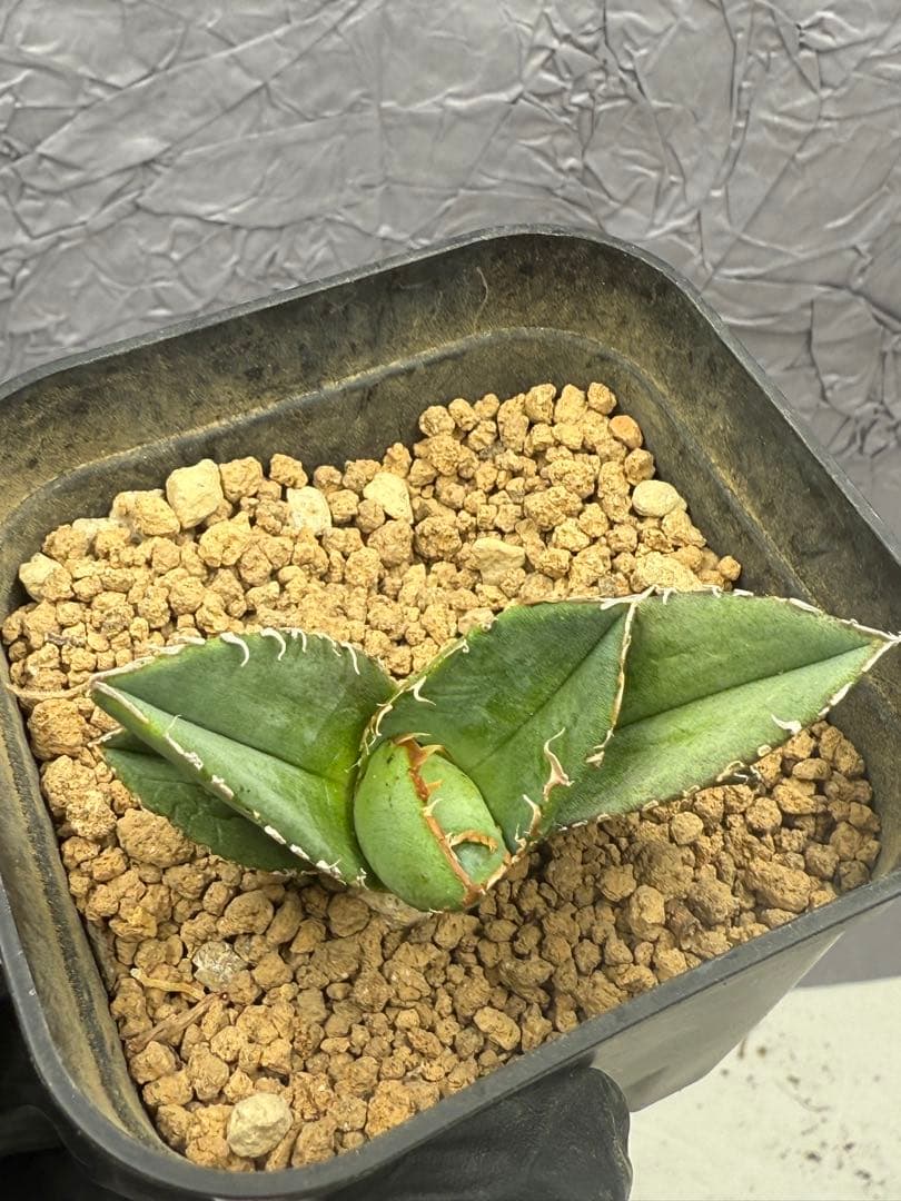 アガベ チタノタ 「冰雹」子株 ブツブツ 特選株 - メルカリ