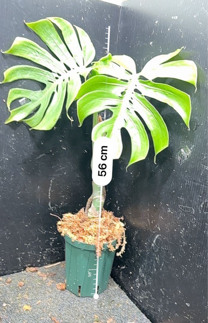 も*ぎ様 モンステラデリシオーサマクロコズム超希少系統鉢植え56㎝