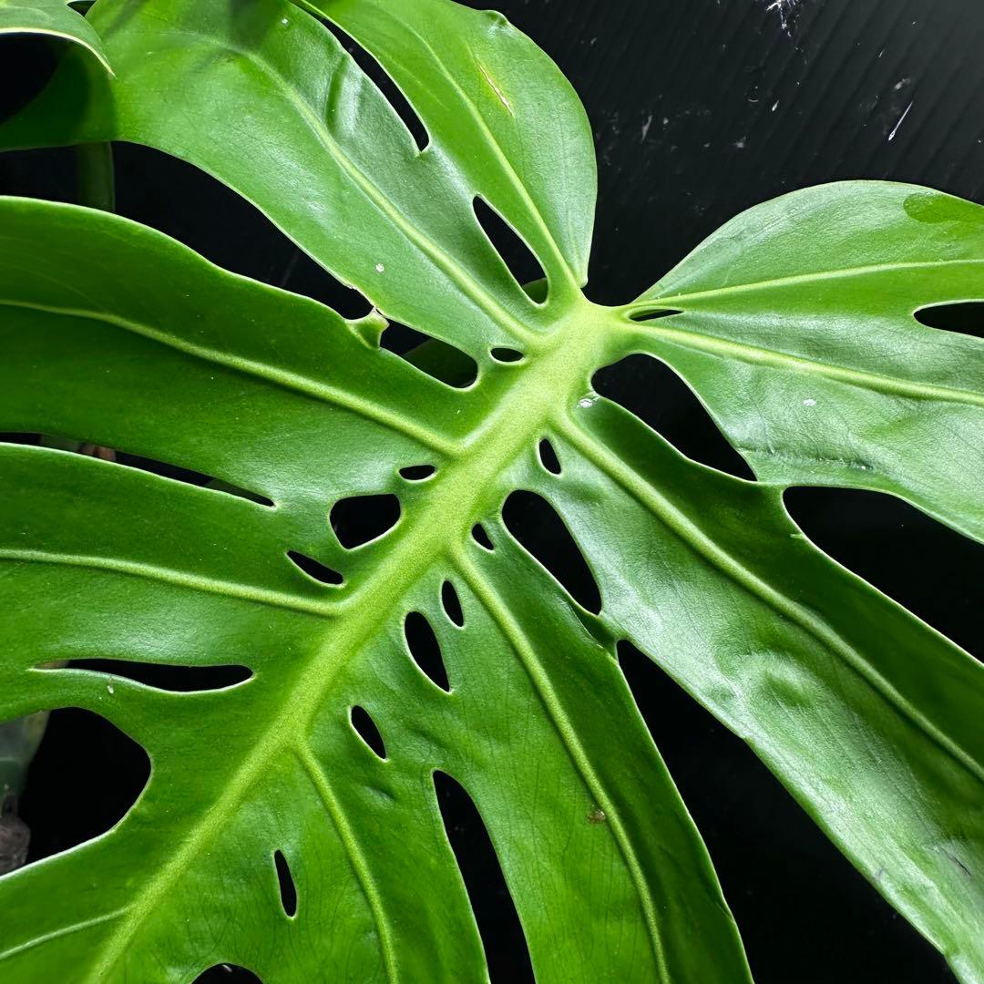 も*ぎ様 モンステラデリシオーサマクロコズム超希少系統鉢植え56㎝