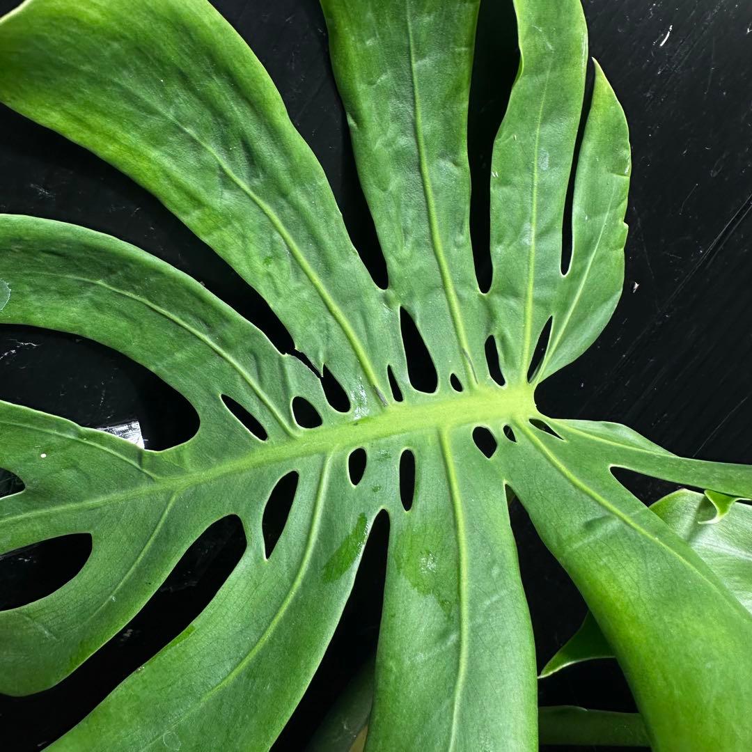 も*ぎ様 モンステラデリシオーサマクロコズム超希少系統鉢植え56㎝