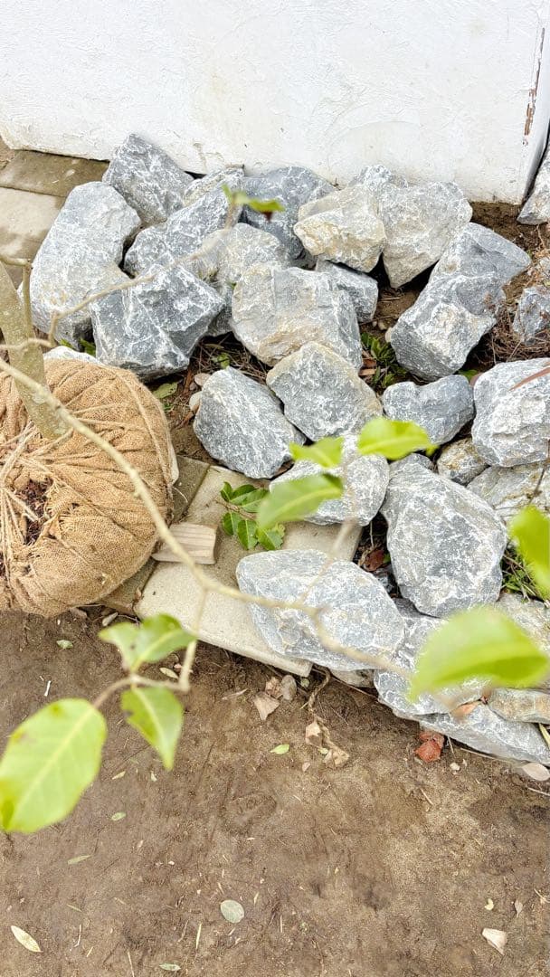 希少。山採りソヨゴ雌株4.0M(鉢底から) - メルカリ