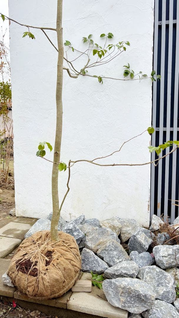 希少。山採りソヨゴ雌株4.0M(鉢底から) - メルカリ