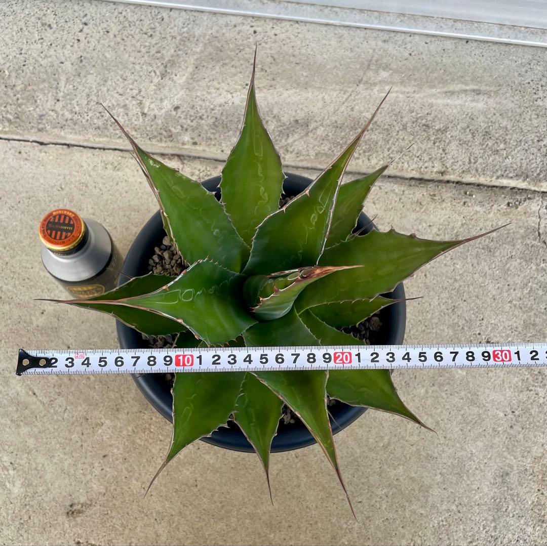 アガベ モンタナ - メルカリ