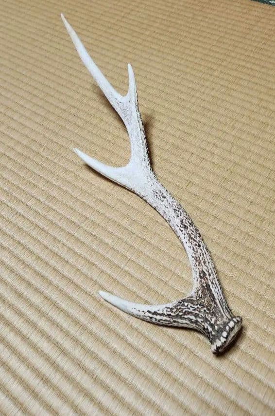 《天然物》　鹿の角5本セット