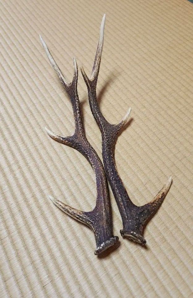 《天然物》　鹿の角5本セット