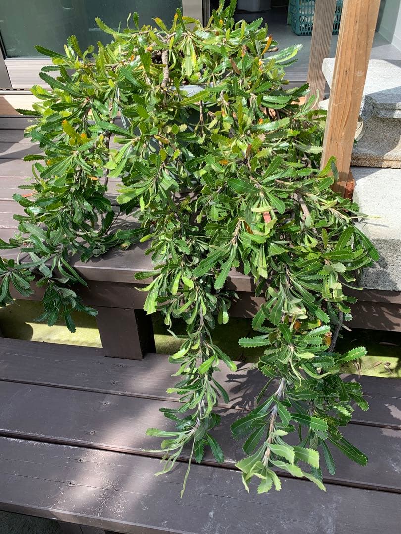 バンクシア ピグミーポッサム - メルカリ