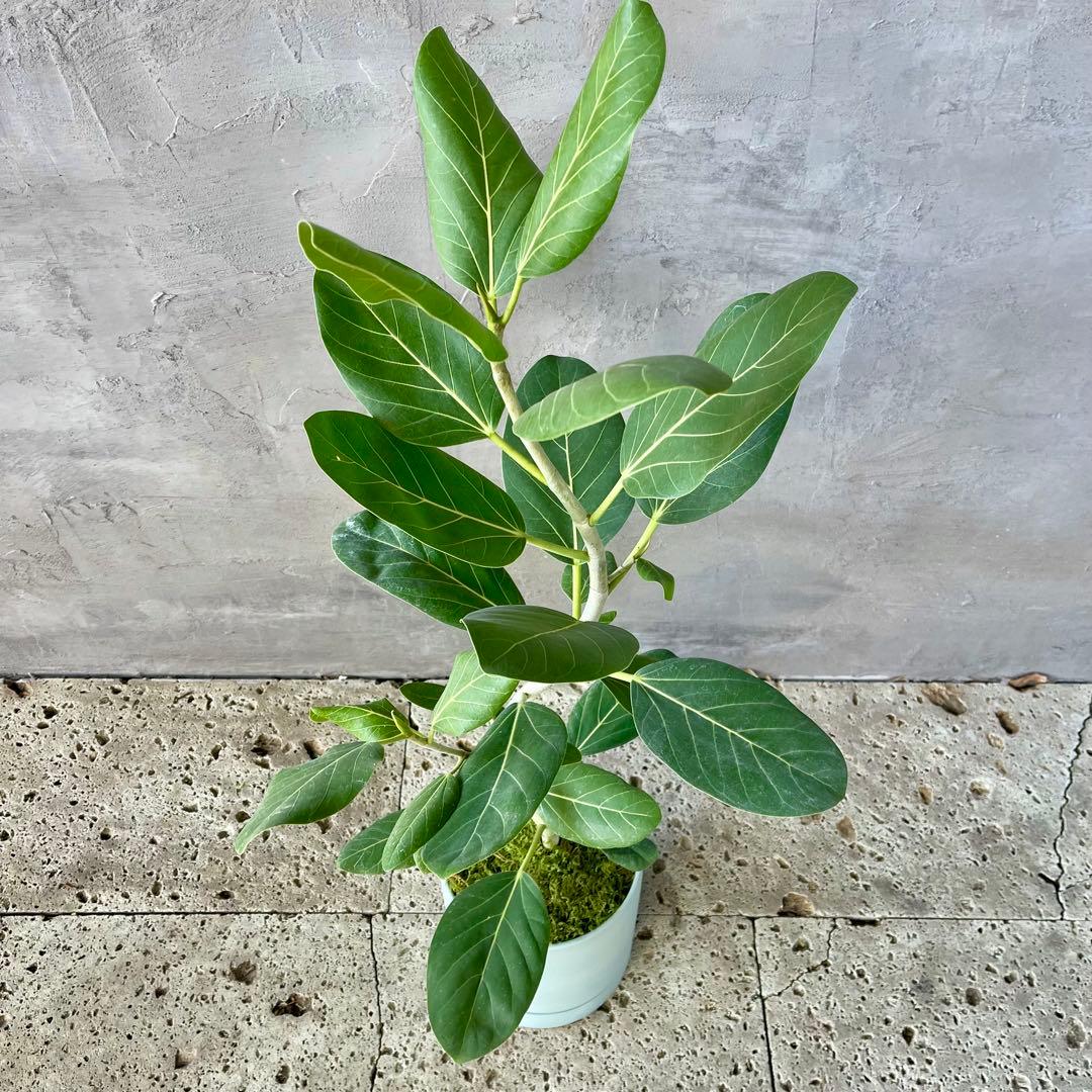フィカス　ベンガレンシス　オードリー　陶器鉢　植え込み発送