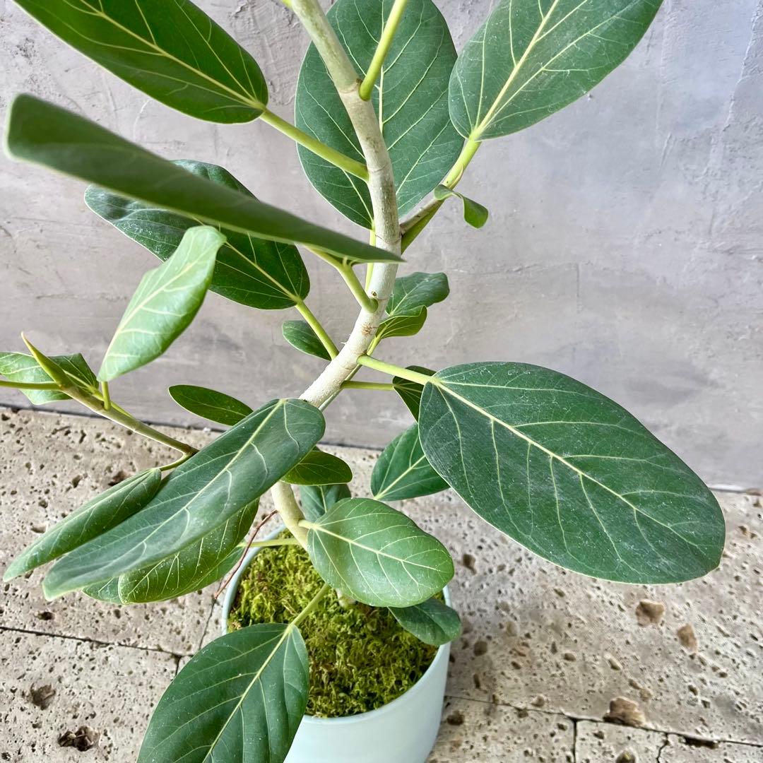 フィカス　ベンガレンシス　オードリー　陶器鉢　植え込み発送