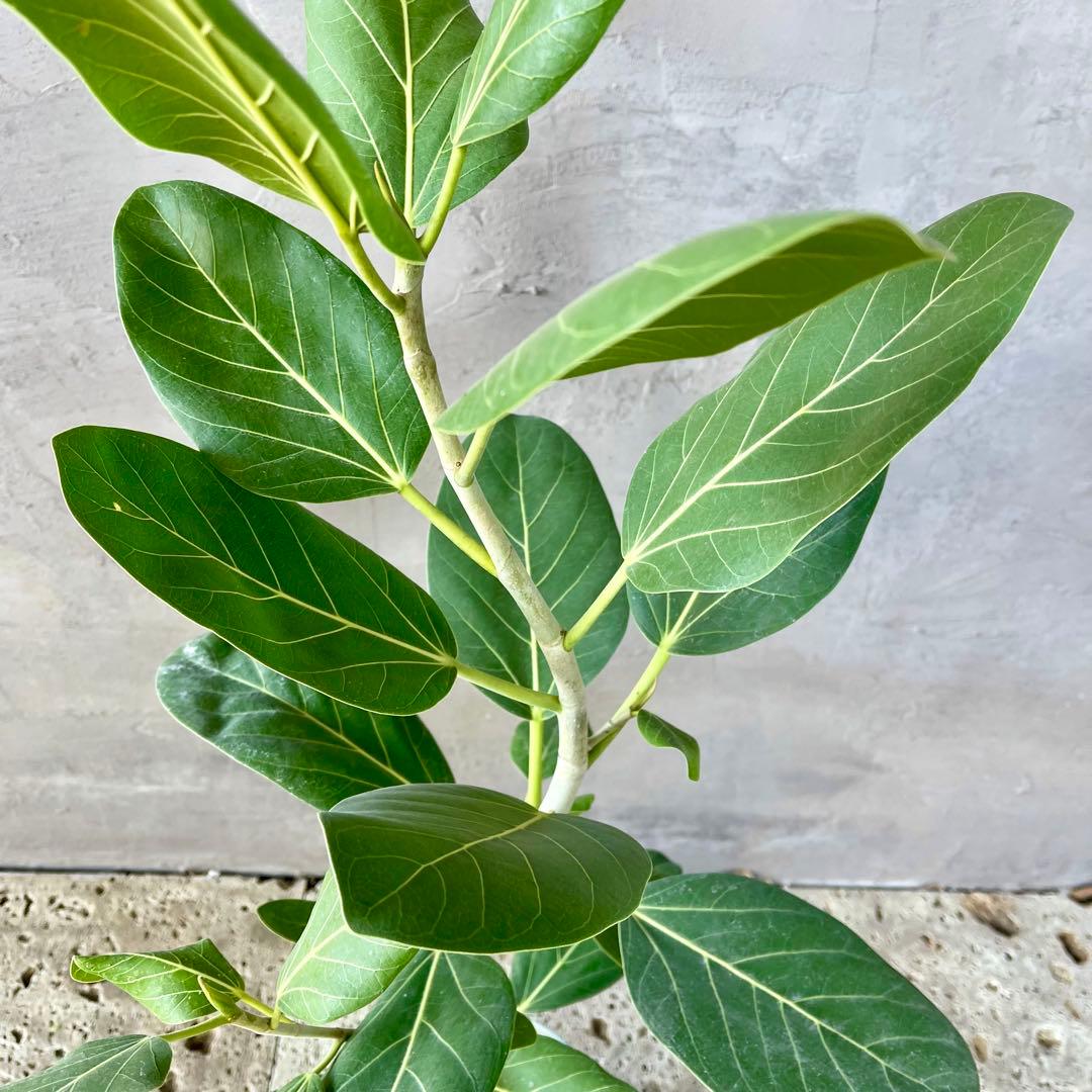 フィカス　ベンガレンシス　オードリー　陶器鉢　植え込み発送