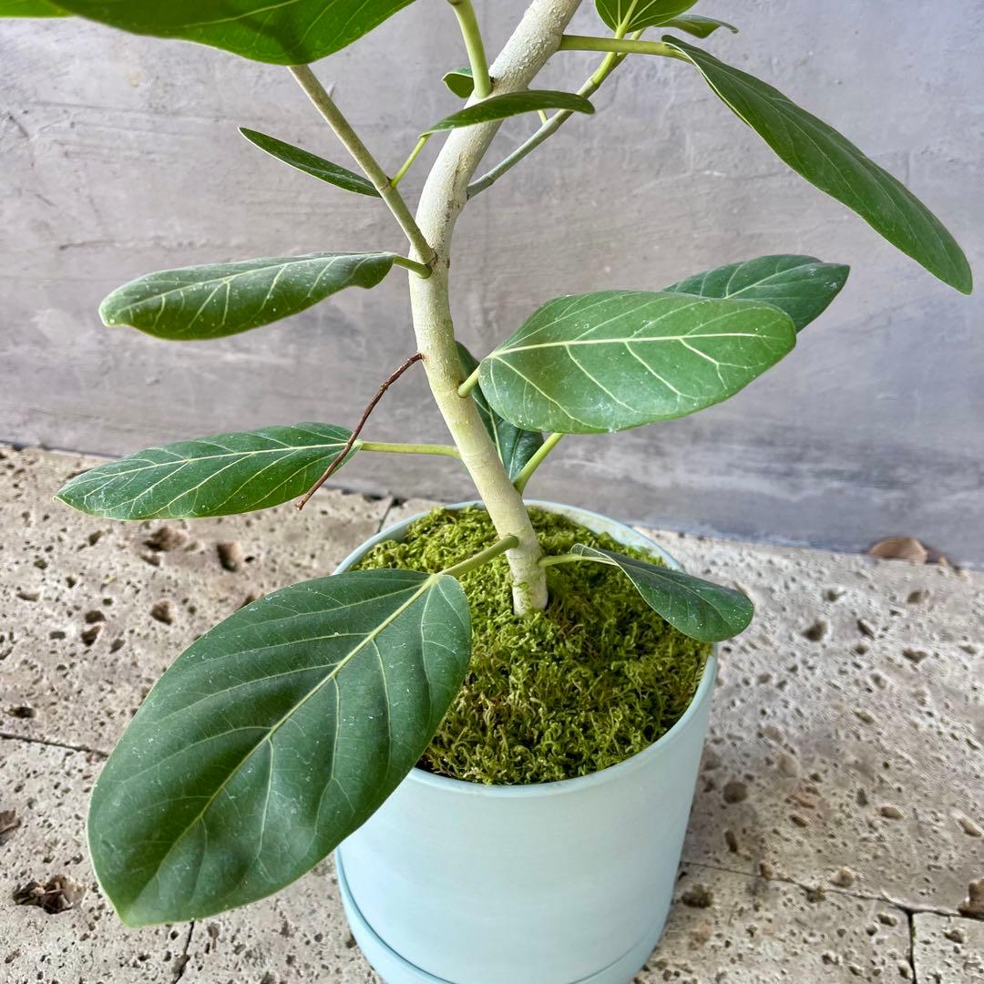 フィカス　ベンガレンシス　オードリー　陶器鉢　植え込み発送