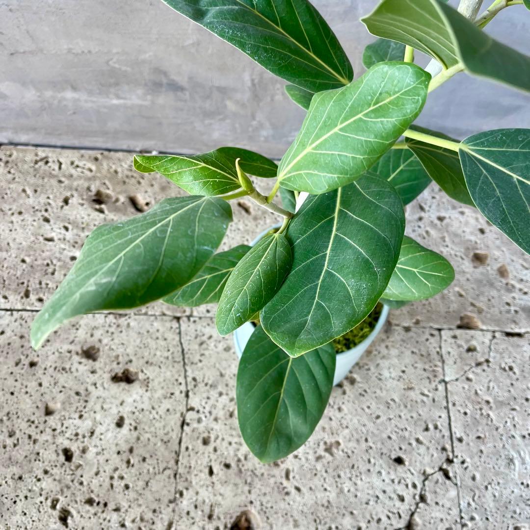 フィカス　ベンガレンシス　オードリー　陶器鉢　植え込み発送