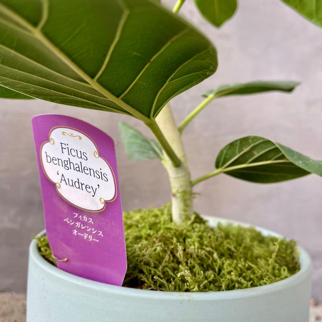 フィカス　ベンガレンシス　オードリー　陶器鉢　植え込み発送