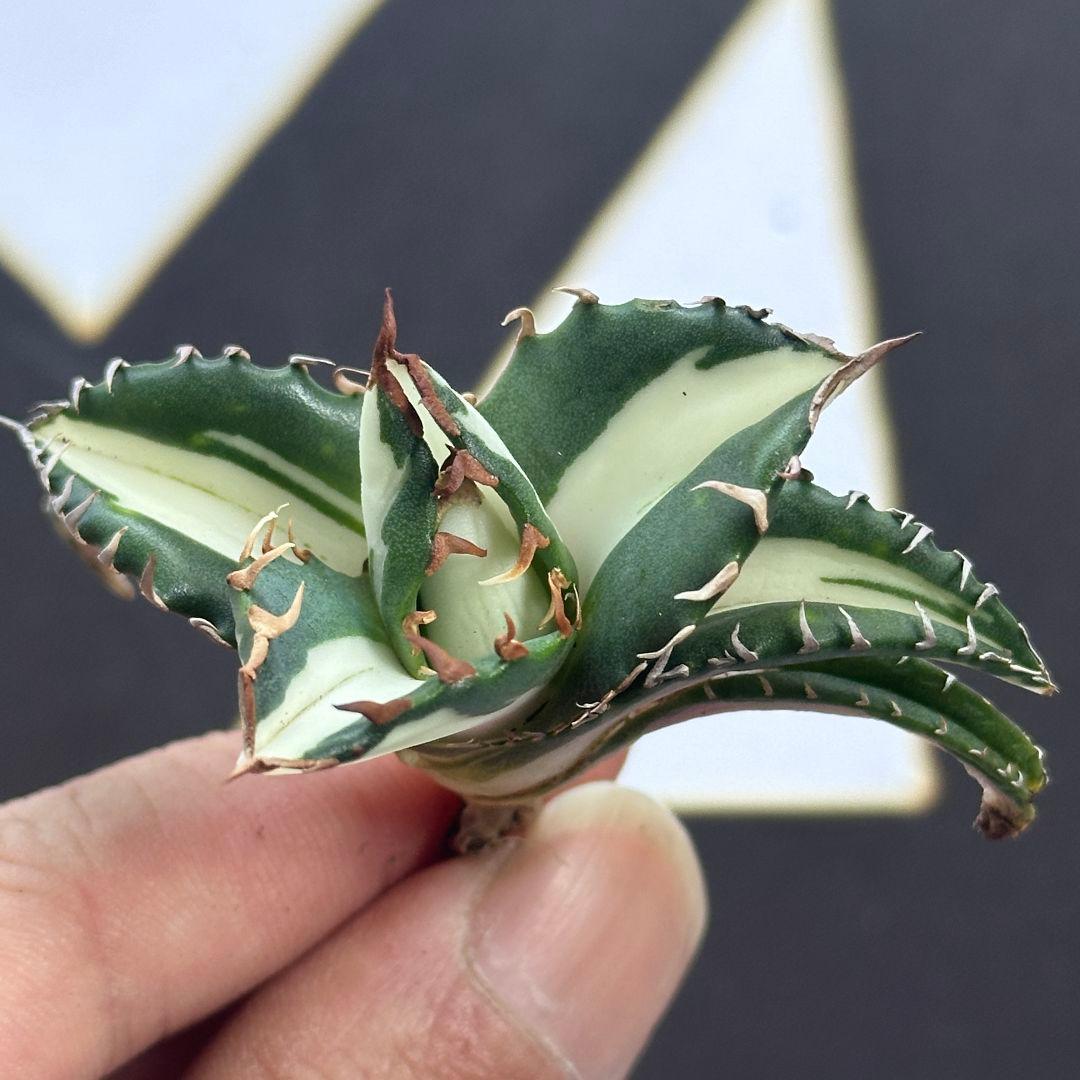 850【上澳園芸】アガベ チタノタ 太陽神 白中斑 極上美株 - メルカリ