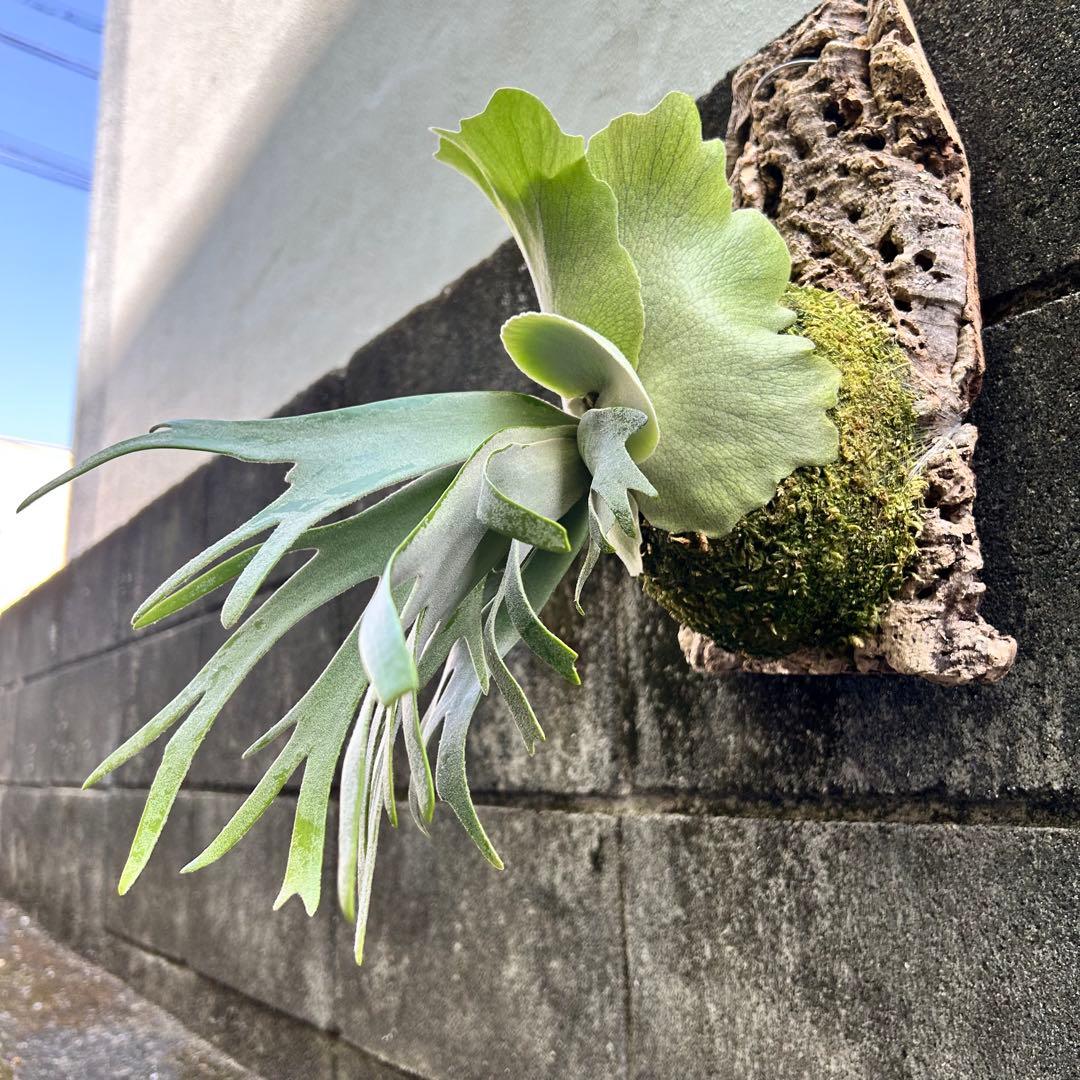 P. willinckii Polaris 北極星 (pup) 子株 ビカクシダ - メルカリ