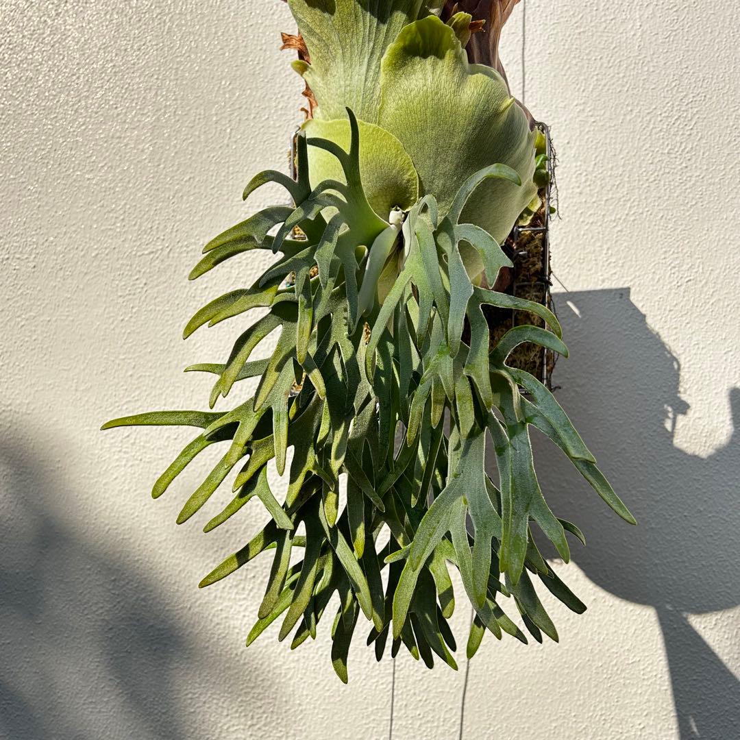 P. willinckii Polaris 北極星 (pup) 子株 ビカクシダ - メルカリ