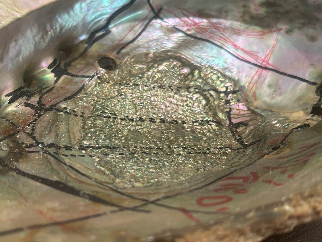 グリーンアバロン 原貝 貝殻 アバロンシェル 1255g 約24×19cm | 激安