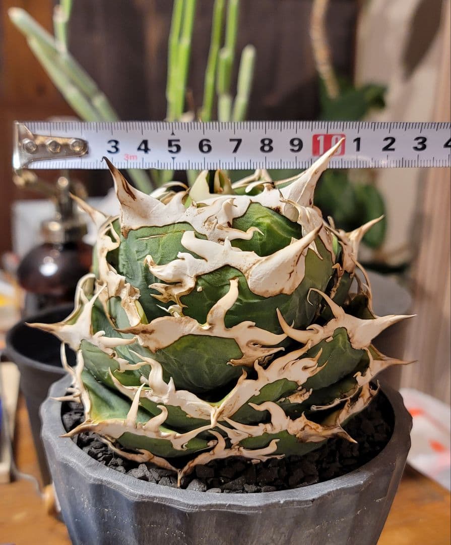 【龍皆歡さま専用】COK CG-01　親株　極上株