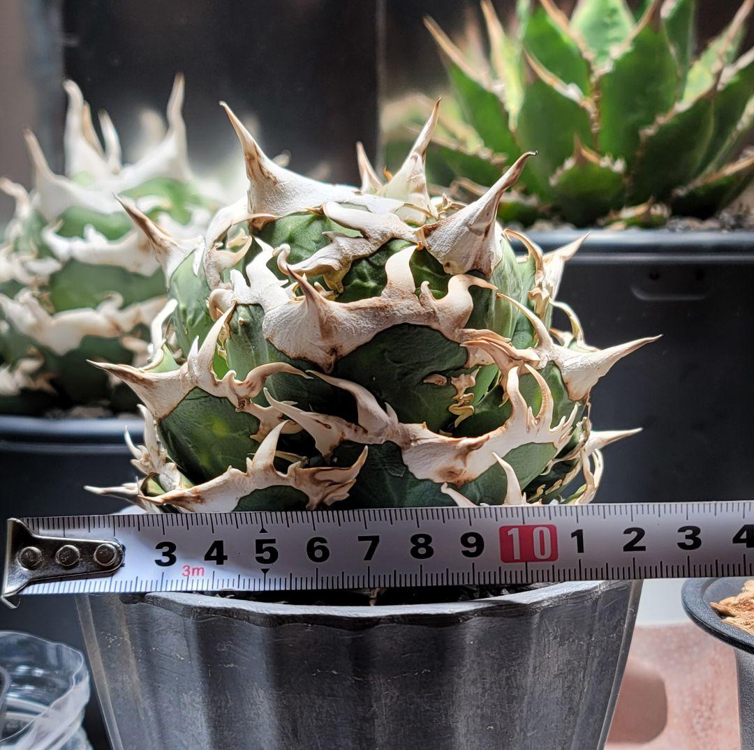 【龍皆歡さま専用】COK CG-01　親株　極上株