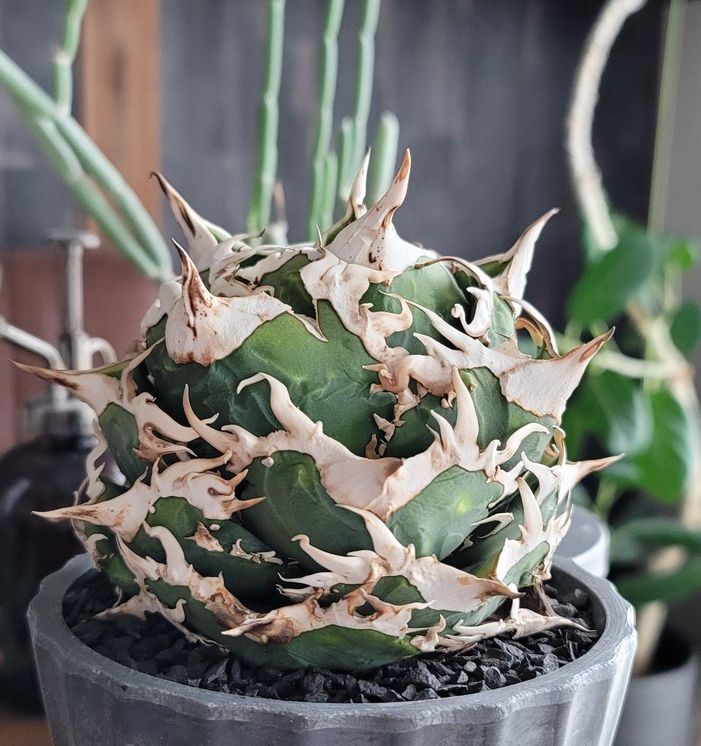 【龍皆歡さま専用】COK CG-01　親株　極上株