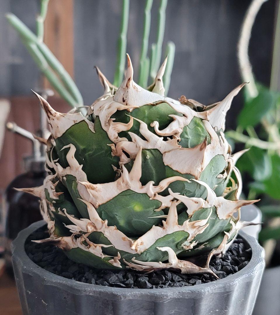 【龍皆歡さま専用】COK CG-01　親株　極上株