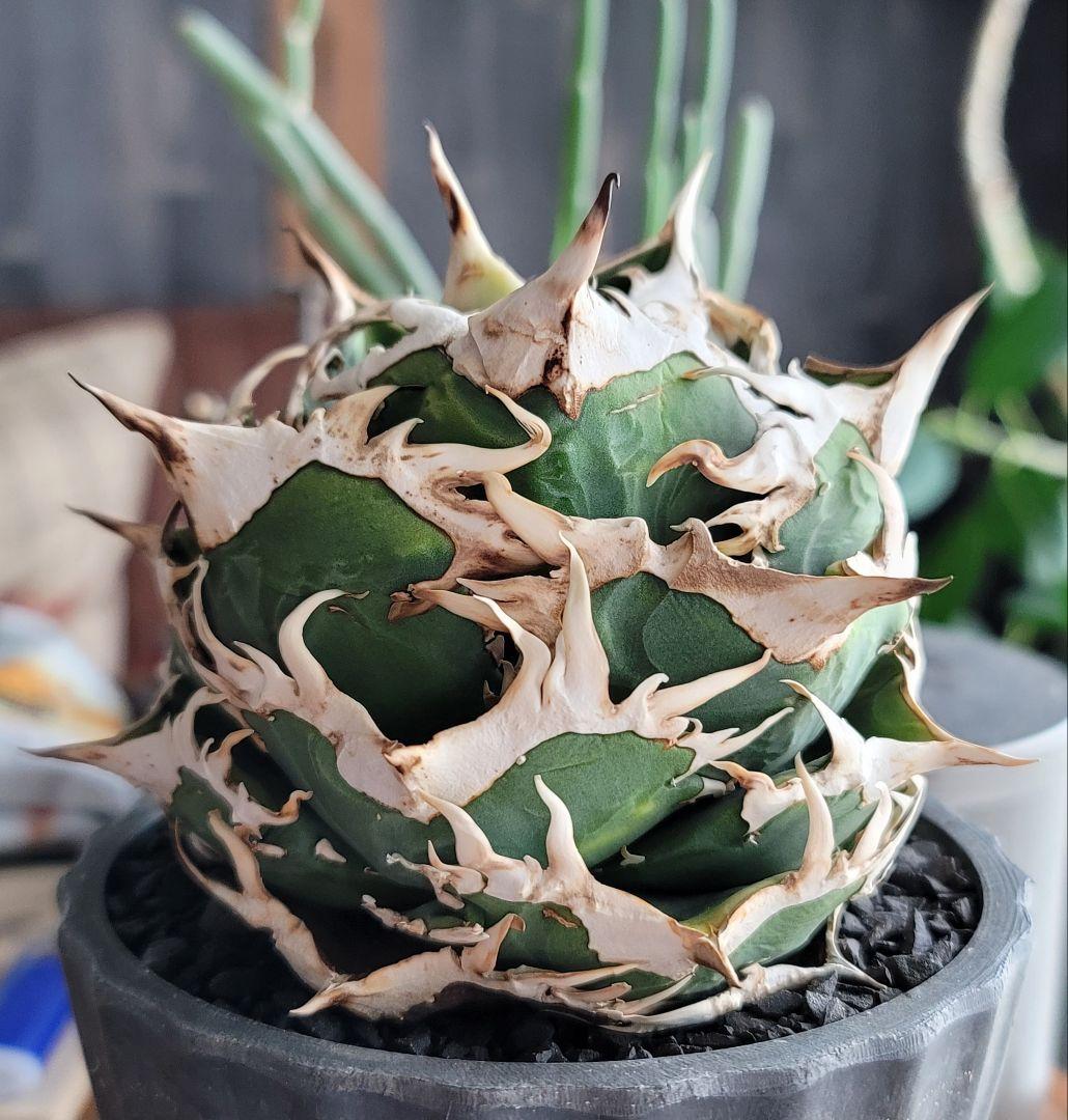 【龍皆歡さま専用】COK CG-01　親株　極上株