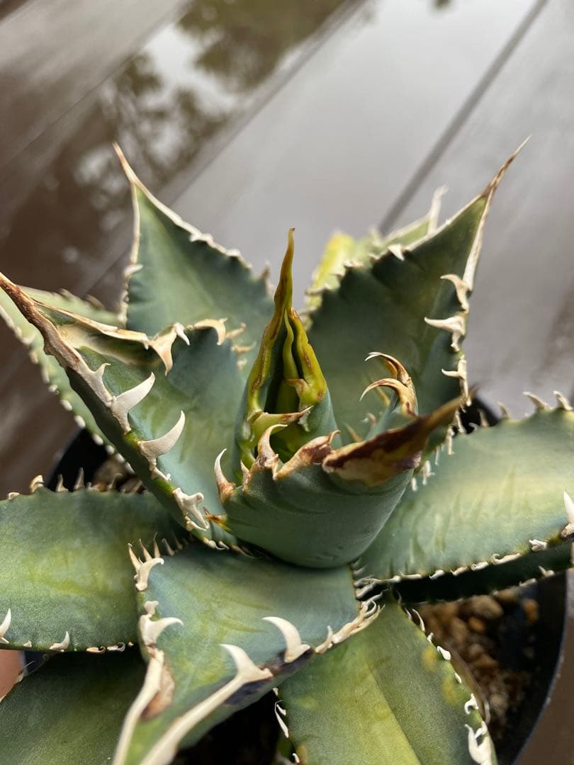チタノタ レジェンド LEGEND アガベ 多肉植物 発根済み - メルカリ