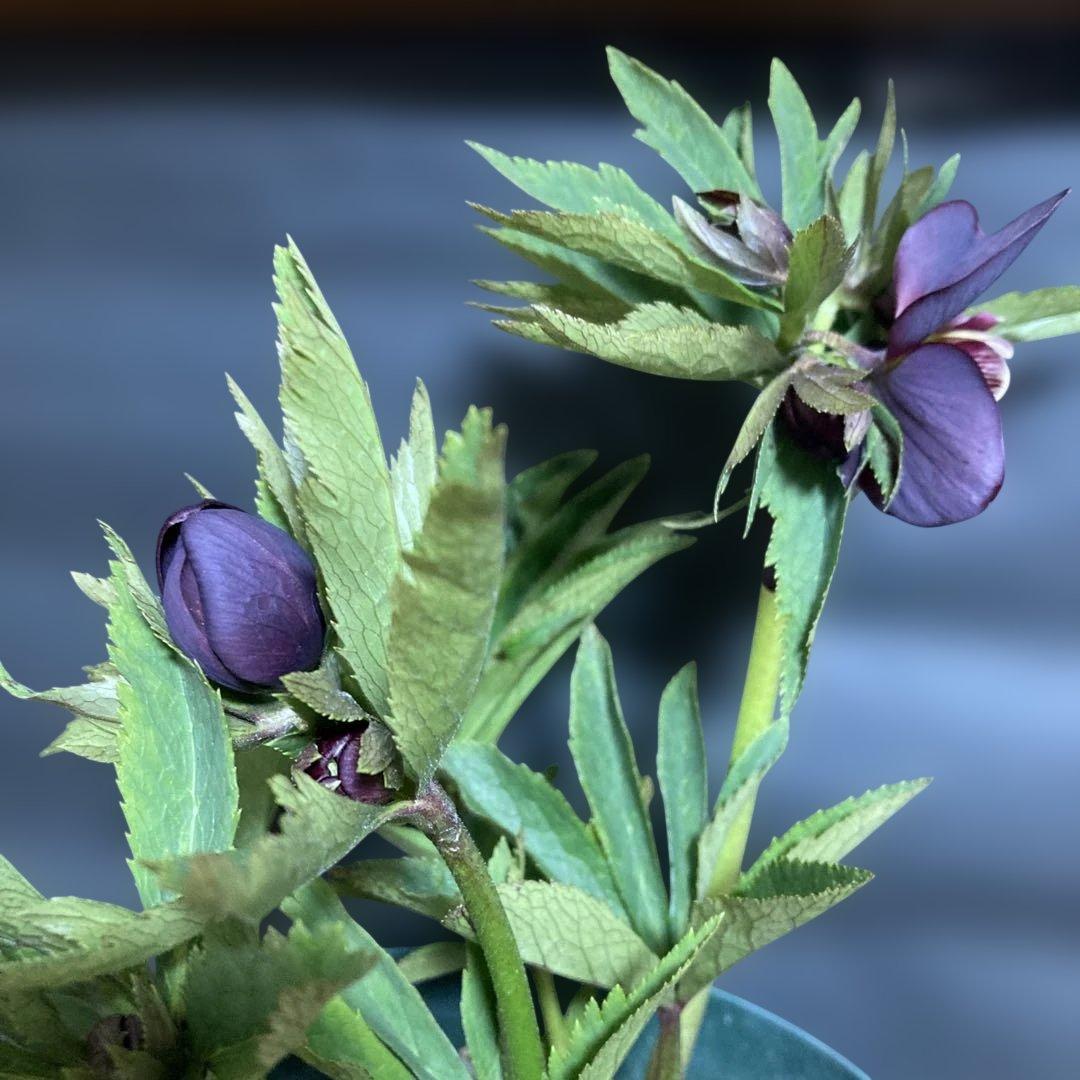 まいさん専用３点おまとめ 分割 クリスマスローズ若泉ファーム雅