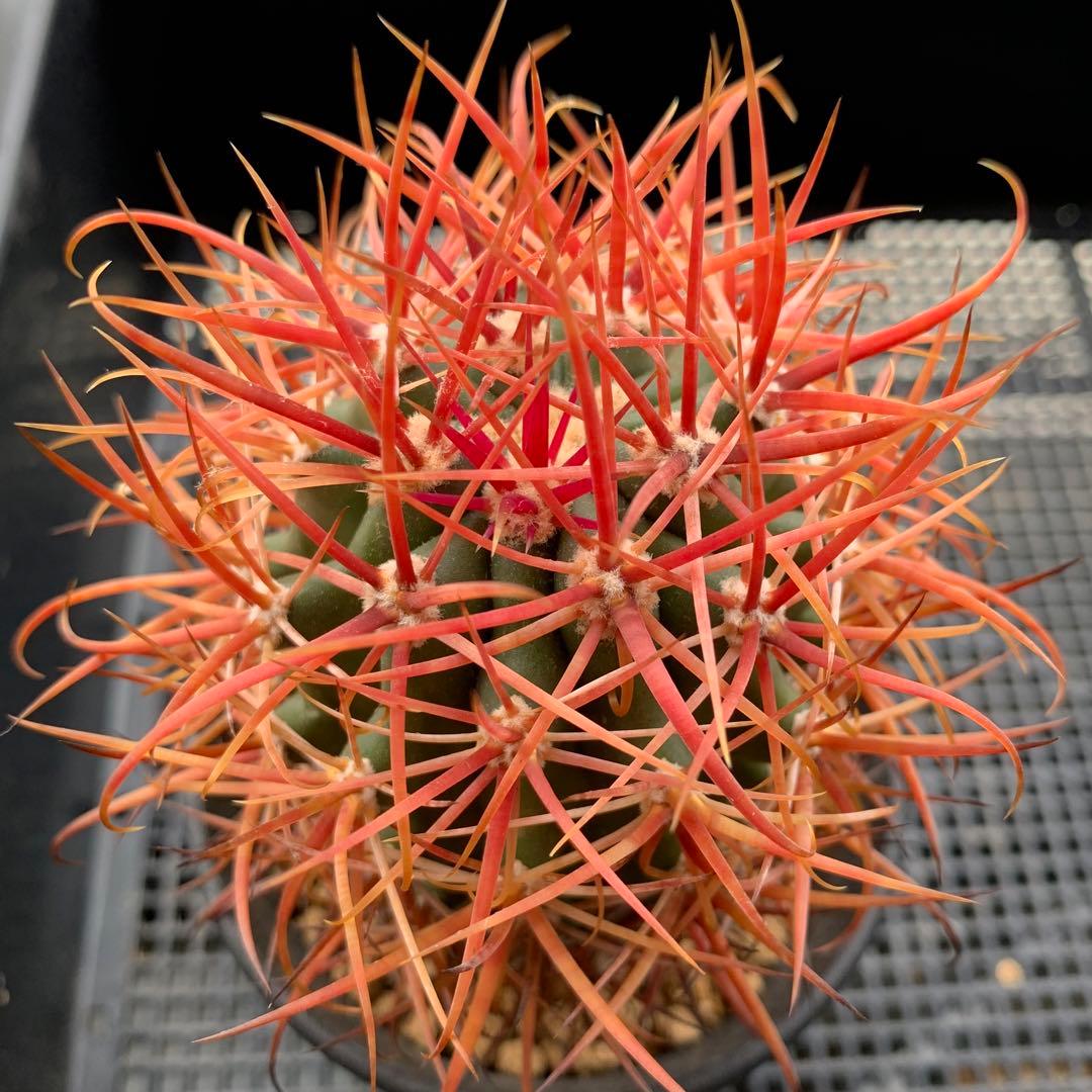 サボテン フェロカクタス 赤刺金冠竜 - メルカリ