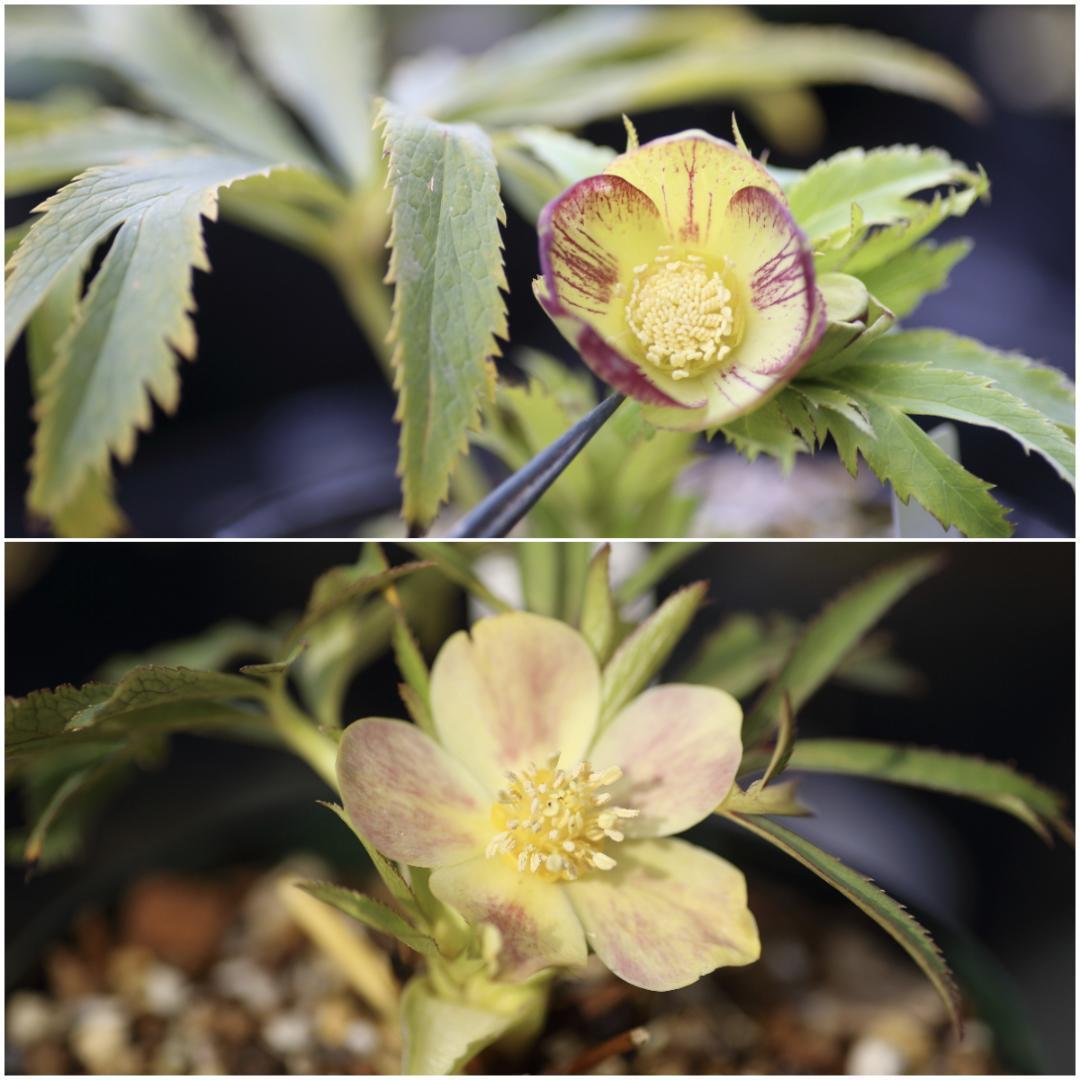 クリスマスローズ 大木ナーサリー オキシ系いろは ss 極小輪 未株分け