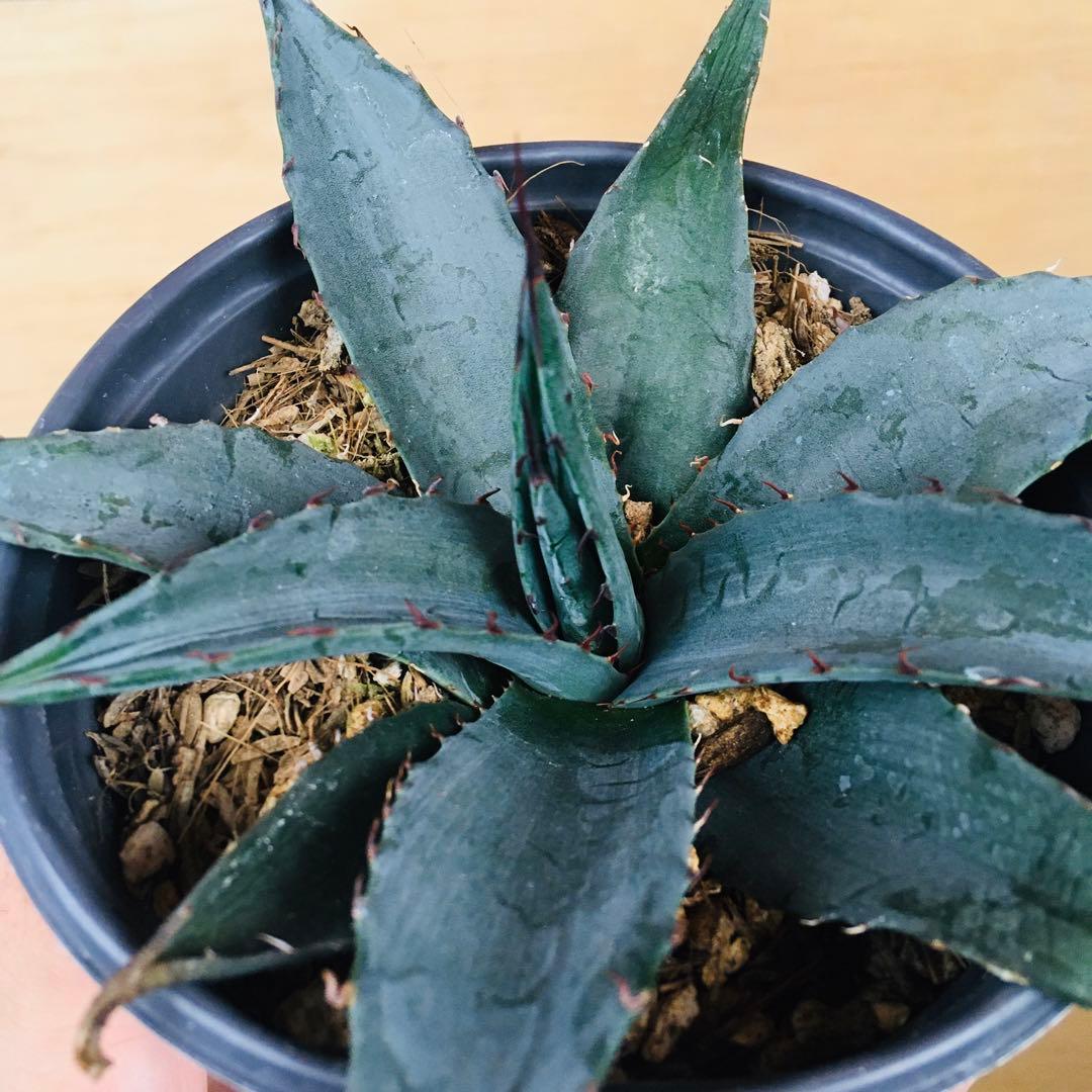 【稀少】アガベ ショー・タイム オバティフォリア × 笹の雪 hyb.