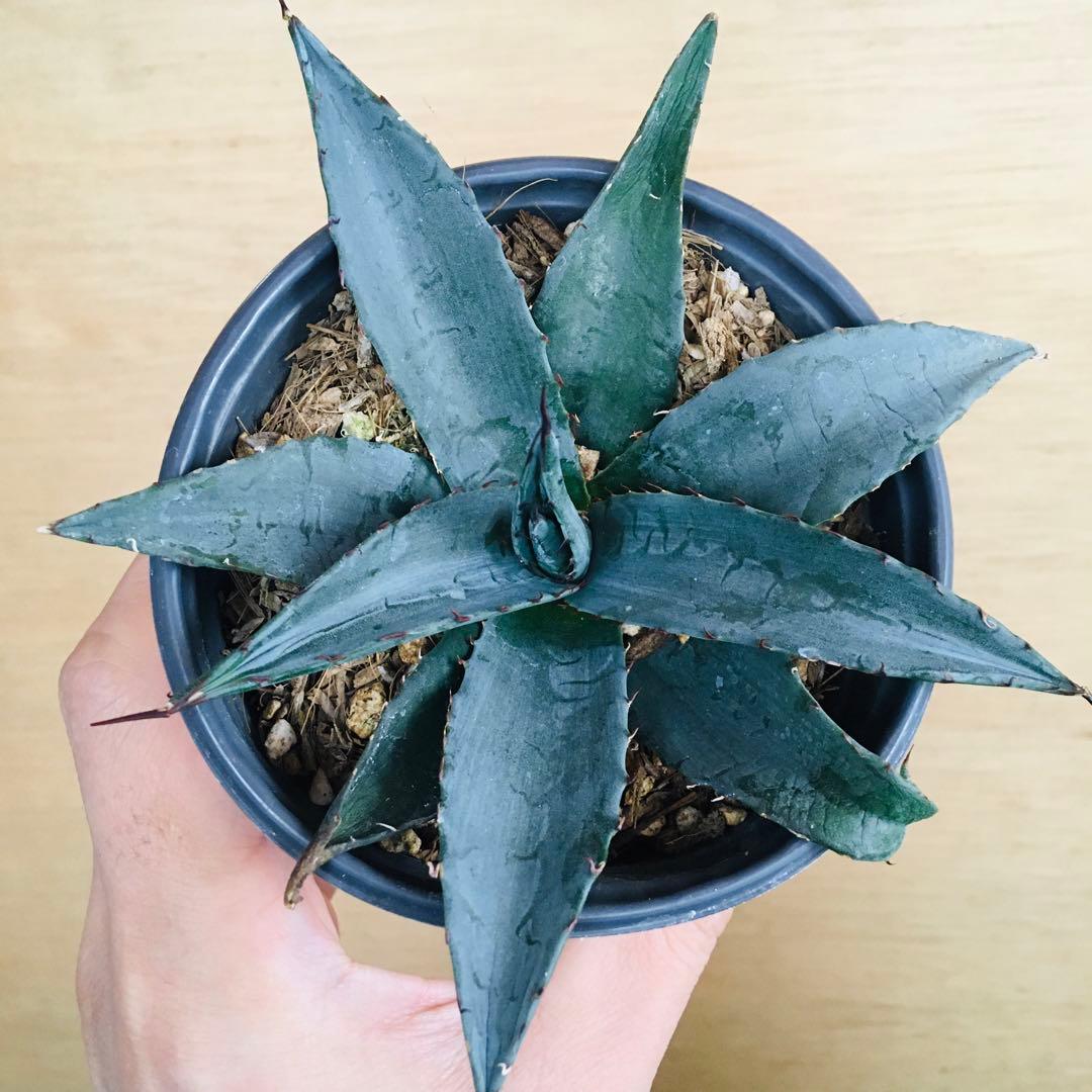 【稀少】アガベ ショー・タイム オバティフォリア × 笹の雪 hyb.