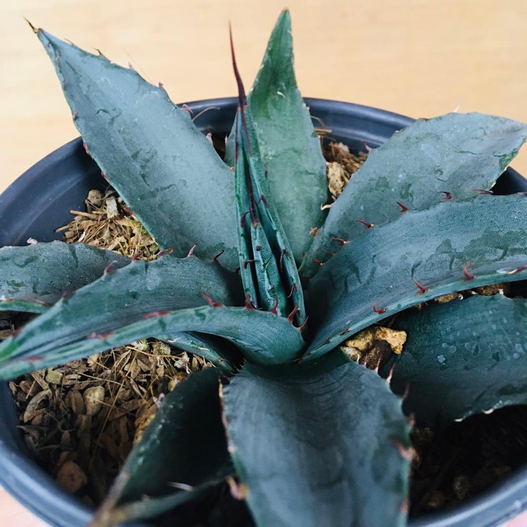 【稀少】アガベ ショー・タイム オバティフォリア × 笹の雪 hyb.