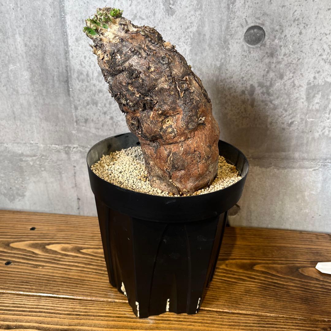 o*o様 ユーフォルビア ムランジーナ 現地球 発根済 超大株 芽吹多数