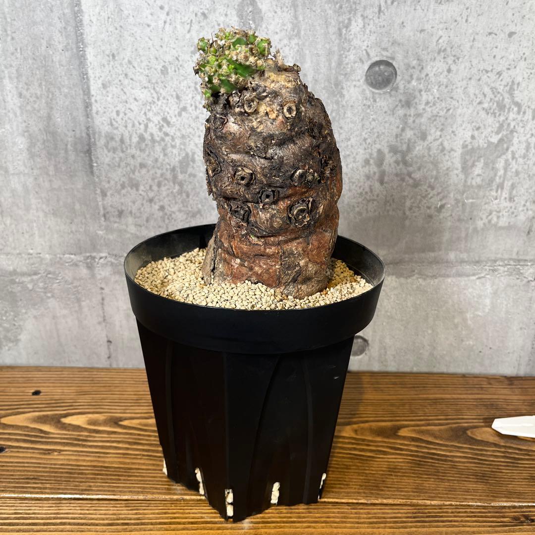 o*o様 ユーフォルビア ムランジーナ 現地球 発根済 超大株 芽吹多数